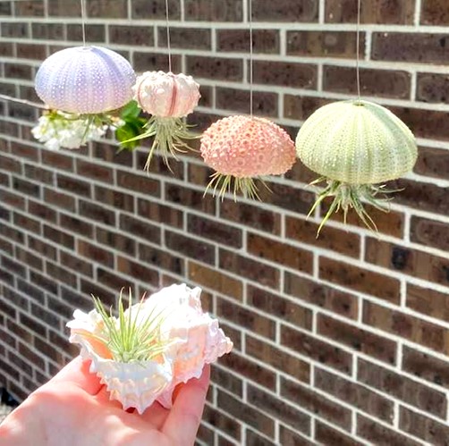 Small dried out plants and seashells hanging to imitate the look of jellyfish